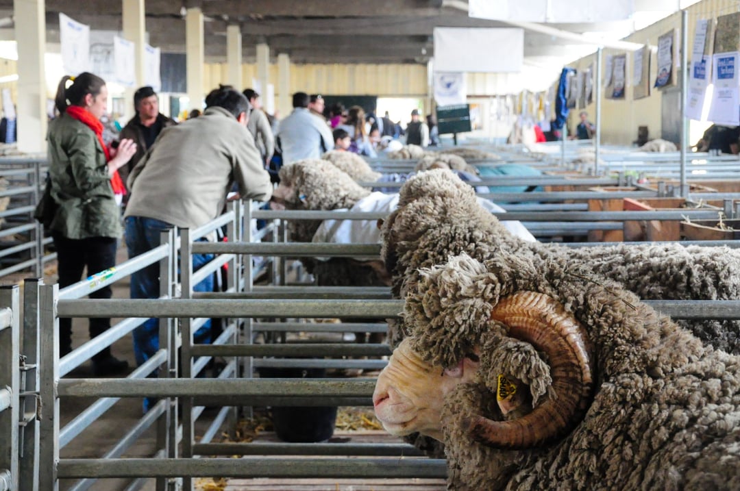 Carneros merino en los corrales de la Rural del Prado, con visitantes recorriendo la exposición
